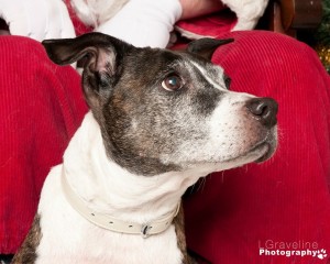 Sally is available for adoption - Sit With Me Dog Rescue