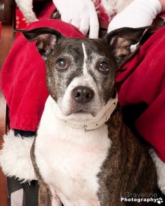 Sally is available for adoption - Sit With Me Dog Rescue