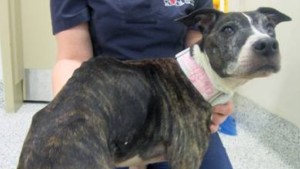 Sally is available for adoption - Sit With Me Dog Rescue
