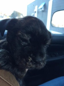 Mikey's Campaign - Meet Dusty - Sit With Me Dog Rescue