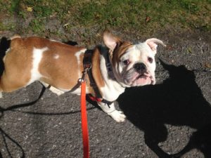 Ruger walking outside prior to his cherry eye surgery