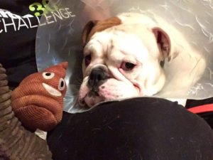 Ruger wearing a cone recovering from cherry eye surgery lying next to a plush poop emoji