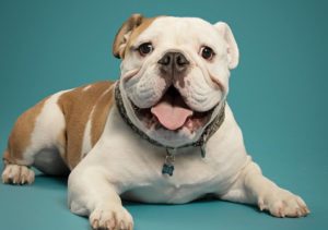 Ruger the young English bulldog smiles for the camera