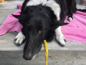 Flower, a black and white Collie