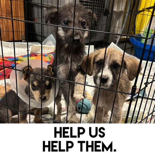 Foster Homes Are Desperately Needed To Help Dogs тщб тау Sit With Me